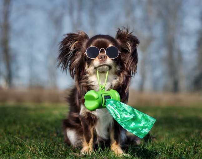 Diaper pail 2024 for dog poop